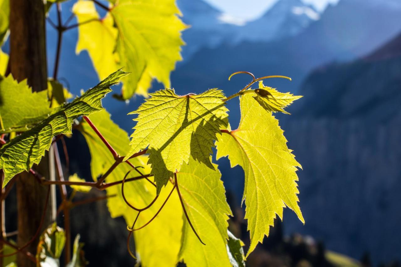Chalet Aargovia Wengen Zewnętrze zdjęcie